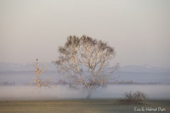 Nebelstimmung am frühen Morgen im Großtrappenrevier