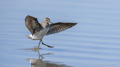 Bruchwasserläufer mit eleganter Landung