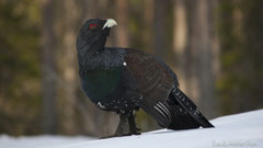 Auerhahn am Schneefeld