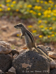 Atlashörnchen aufrecht stehend