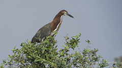 Marmorreiher