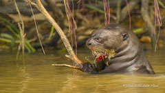 Fischotter mit Beute