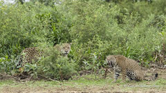 Jaguar Paar 