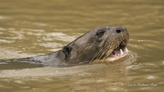 Riesenotter Portrait