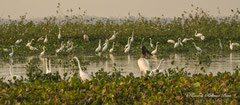 Pantanal Morgenstimmung