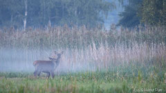 Hirschkuh mit Hirschkalb im Nebel