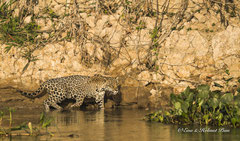 Jaguar Weibchen