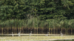 Graureiher im Teich vor Schilfbestand