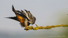 Rotfussfalke, Männchen schüttelt Gefieder