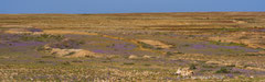 blühende Landschaft mit Kanaren-Levkoje