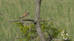 Turmfalke, Weibchen, frißt erbeutete Maus