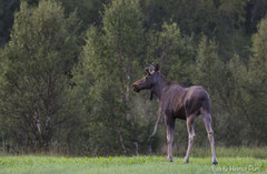 Elchbulle verhofft in den Wald