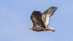 Schmutzgeier juv. fliegend