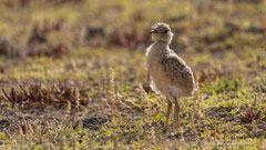 Rennvogel juv im Gegenlicht