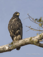 Krabbenbussard