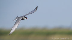 Trauerseeschwalbe im Flug