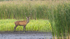 10ner Hirsch am Teichrand