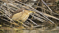 Zwergdommel Weibchen am Schilfrand