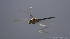 Libelle - Flügelbewegung