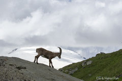 Steinbock im Hochgebirge