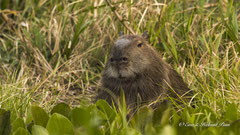 Capybara Portrait
