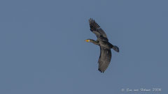 Kormoran fliegend