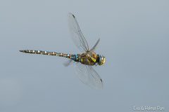  Herbst-Mosaikjungfer (Aeshna mixta) - ein Männchen im Flug