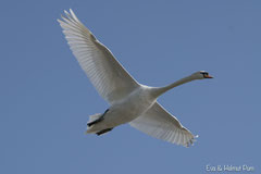 Höckerschwan im Flug