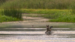 Wolf versucht anzugreifen