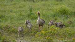 Graugans Familie