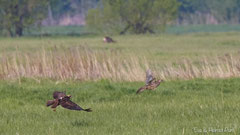 Rohrweihen Weibchen stöbert Jagdfasan Henne auf