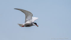 Trauerseeschwalbe mit Beute im Flug