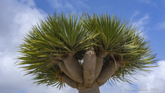 Kanarischer Drachenbaum