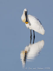 Löffler mit Spiegelbild