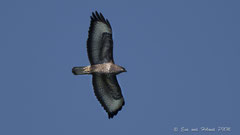 Mäusebussard im Flug