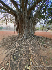 Feigenbaum mit Wurzelgeflecht
