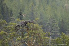 Fischadler fliegt Horst an