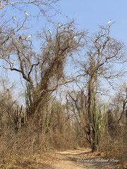 Waldstörche in den Baumkronen