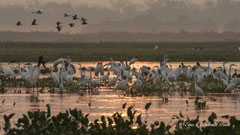 Morgenstimmung Pantanal