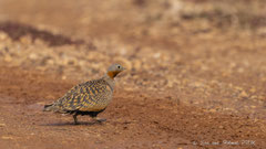 Sandflughuhn Männchen