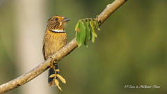 Halbmond Puffbird