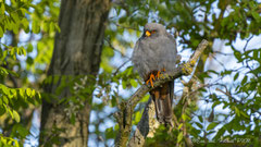 Rotfussfalke, Männchen