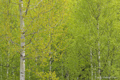 Frisches Grün auf Birken im Frühling