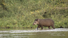 Flachlandtapir 