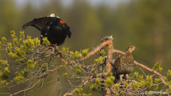 Birkhahn und Birkhenne bei der Baumbalz