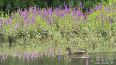 Stockente vor Blutweiderich Spiegelbild