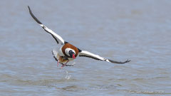 Brandgans Abflug