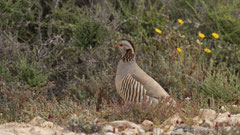 Felsenhuhn