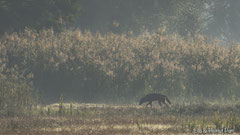 Wolf auf der Suche nach Fressbarem