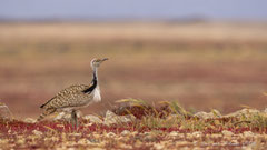 Saharakragentrappe Männchen im bevorzugten Habitat